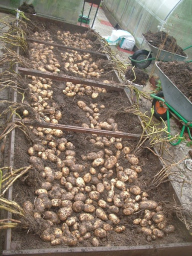 Урожай картошки на малом участке. Хитрости и приемы!