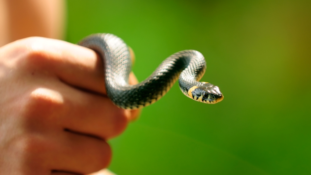 Змеиный массаж