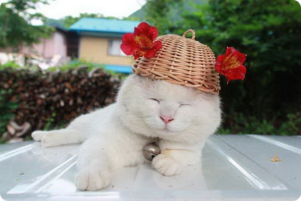 Широнеко (Shiro Neko), кот постигший нирвану