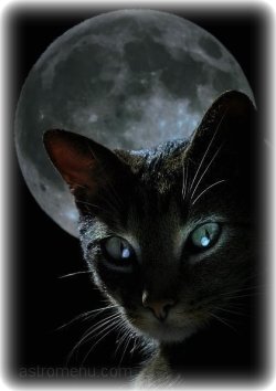 кошка и Луна