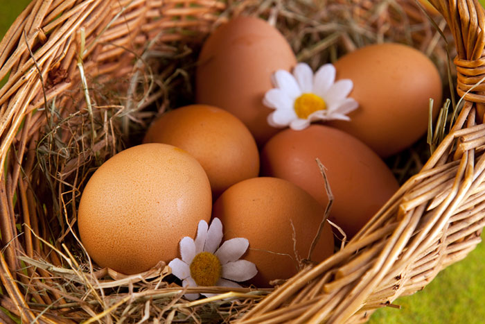 Поедание куриных яиц укрепляет даже мозг