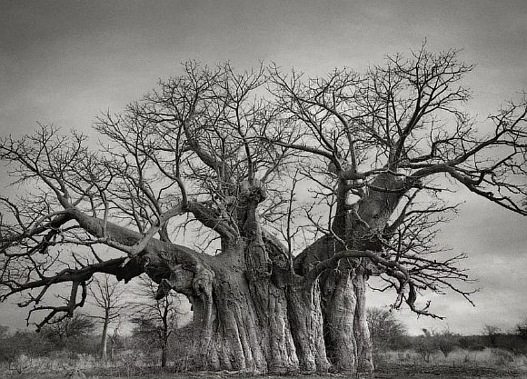 AncientTrees04