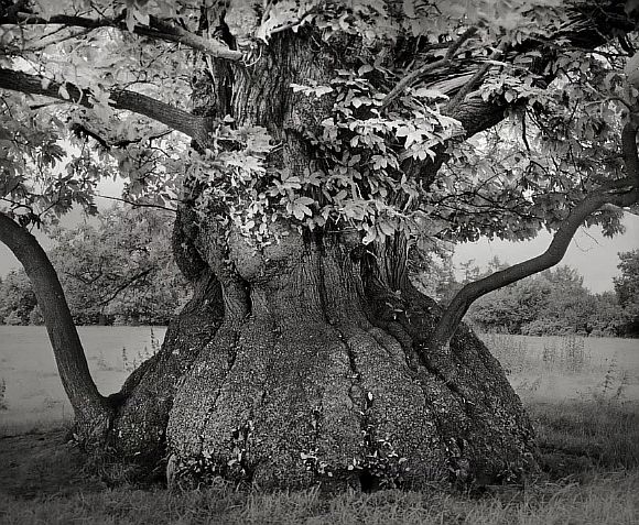 AncientTrees05