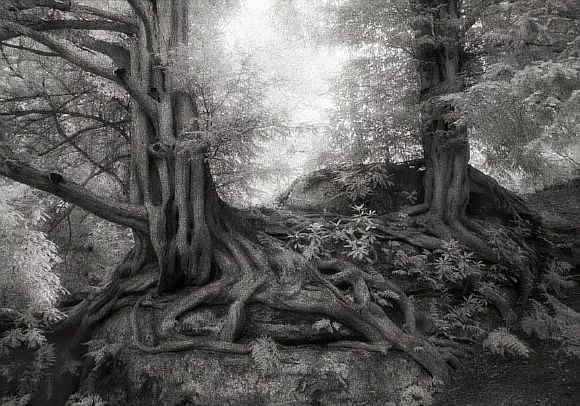 AncientTrees08
