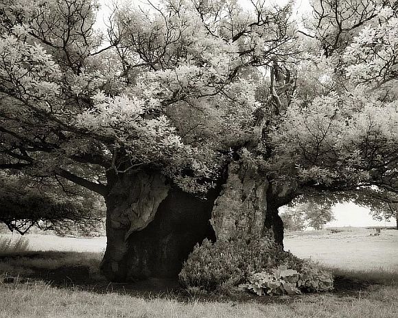 AncientTrees19