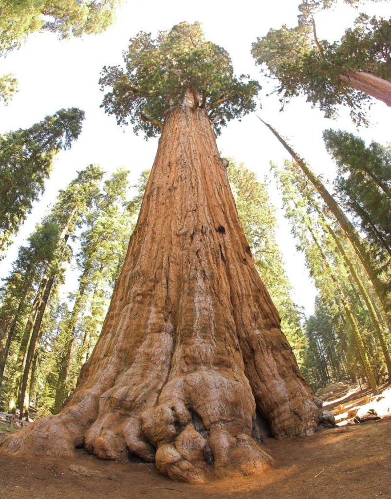 Самое большое дерево на нашей планете!!!