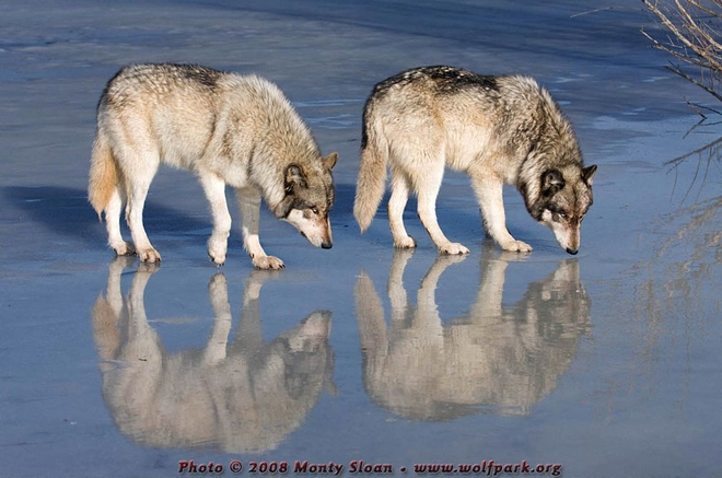 Волки — вольные воины силы…