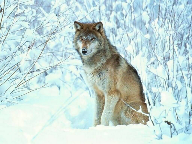 Волки — вольные воины силы…
