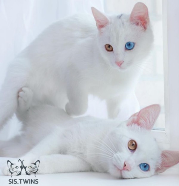Кошки-близняшки с разными глазами влюбили в себя пользователей Сети