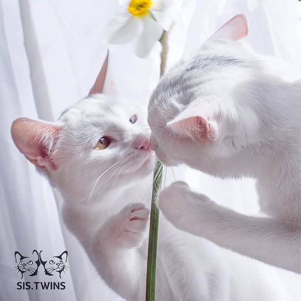 Кошки-близняшки с разными глазами влюбили в себя пользователей Сети