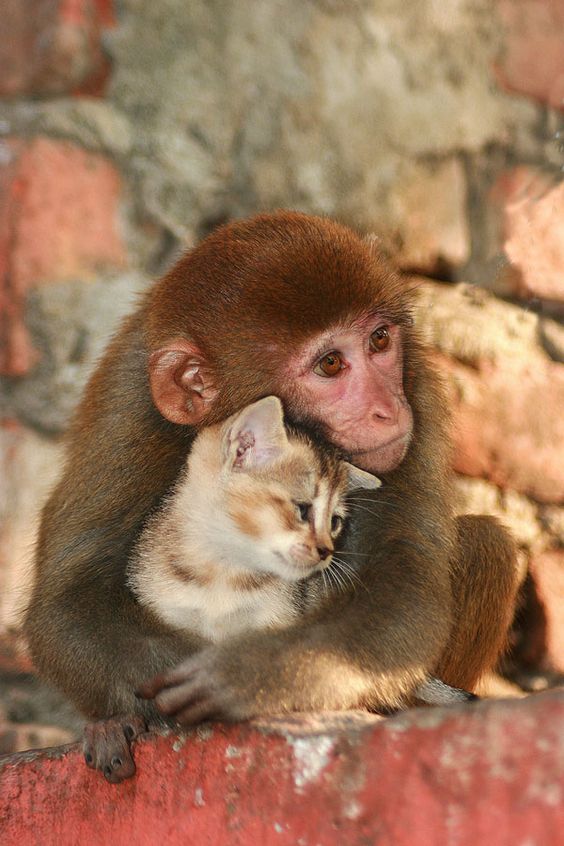 NAGAON, FEB 13 : A monkey sharing her love with a kitten in Nagaon, Assam,India on sunday evening. Pix by Diganta Talukdar