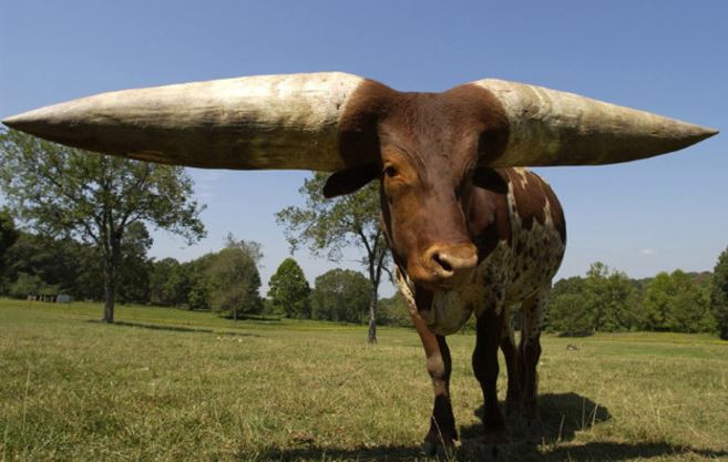 2. Бык с самыми большими рогами в мире красота, удивительное рядом, фото, фотошоп
