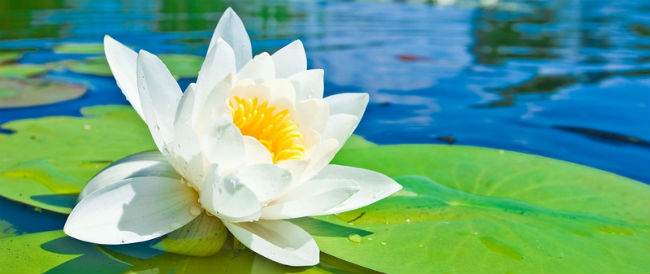 nature___flowers_white_lotus_on_the_lake_041595_
