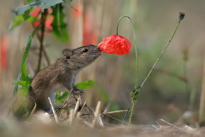 30 животных, наслаждающихся ароматом цветов