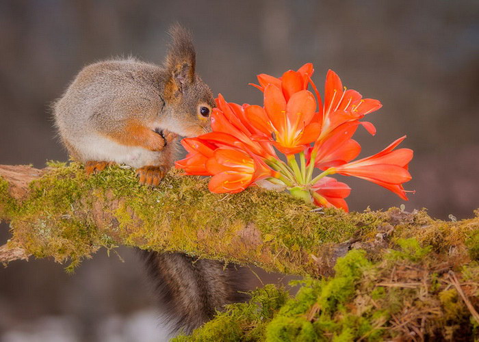 30 животных, наслаждающихся ароматом цветов