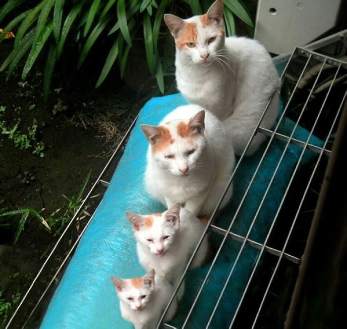 20 кошек со своими котятами