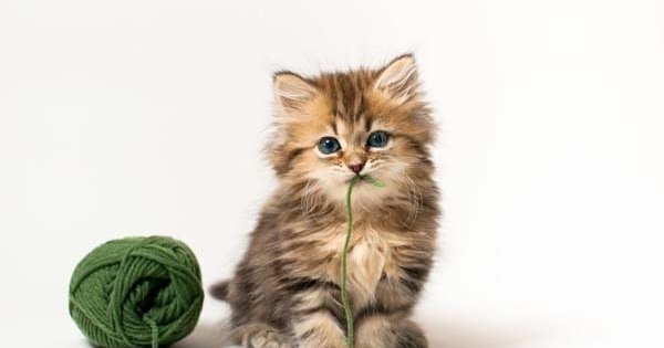 67390-daisy-kucing-lucu-populer-di-internet