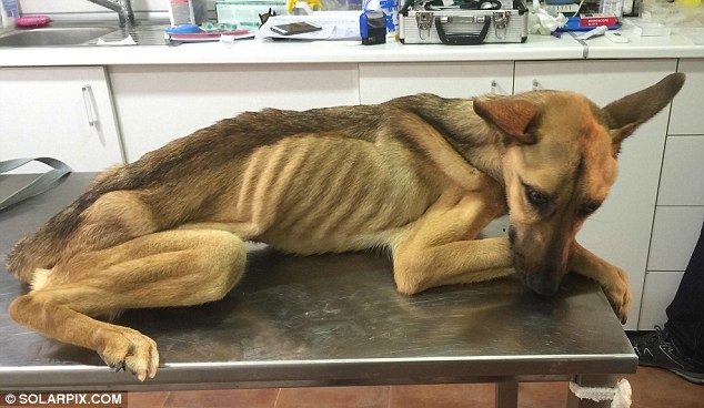 На грани смерти: невероятная история спасения истощенной собаки