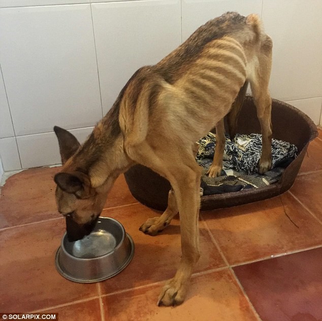 На грани смерти: невероятная история спасения истощенной собаки
