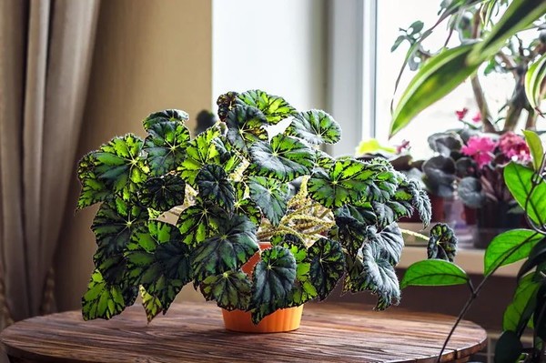 7 растений, которые направят энергетику вашего дома в позитивное русло!
