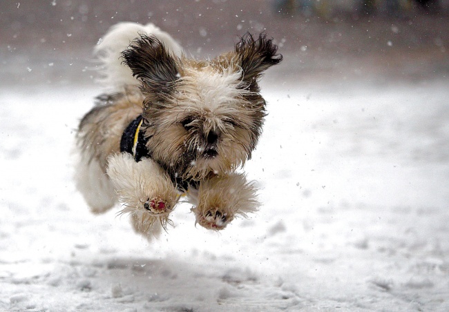 13561460-R3L8T8D-650-131214cute-puppy-playing-in-snow-wallpaper