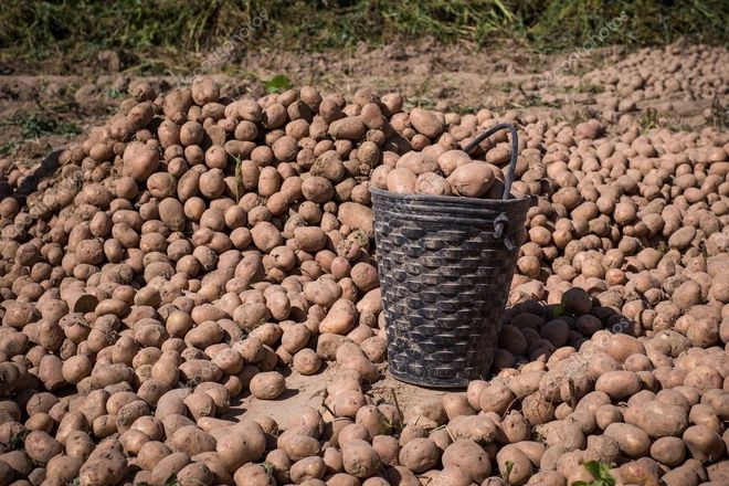 Как вырастить сверхурожай картофеля с помощью Голландской технологии