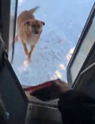 Каждый день водитель автобуса специально делает дополнительную остановку, чтобы помочь голодной собаке